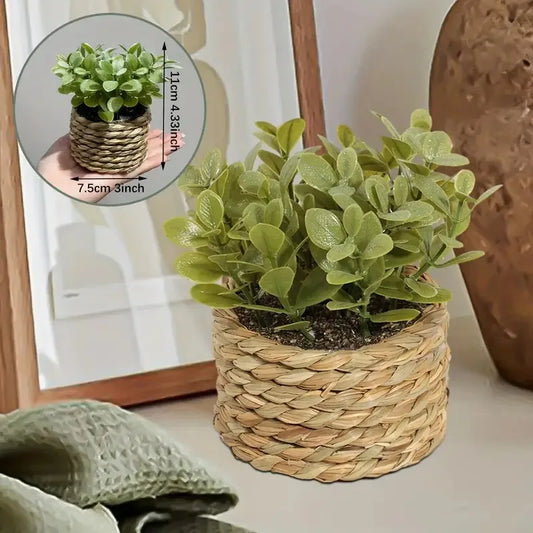 Potted Plant